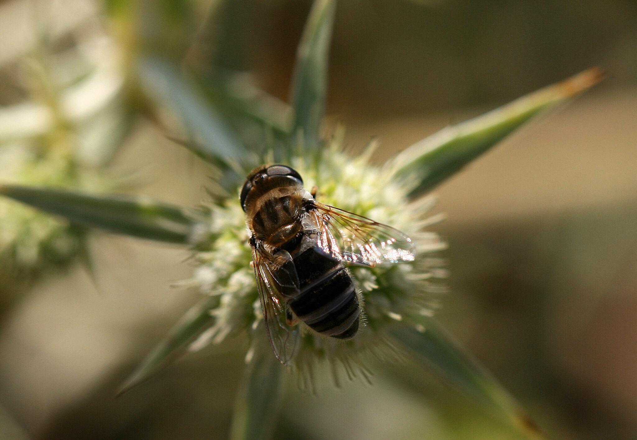 Diptera Eristalis arbustorum