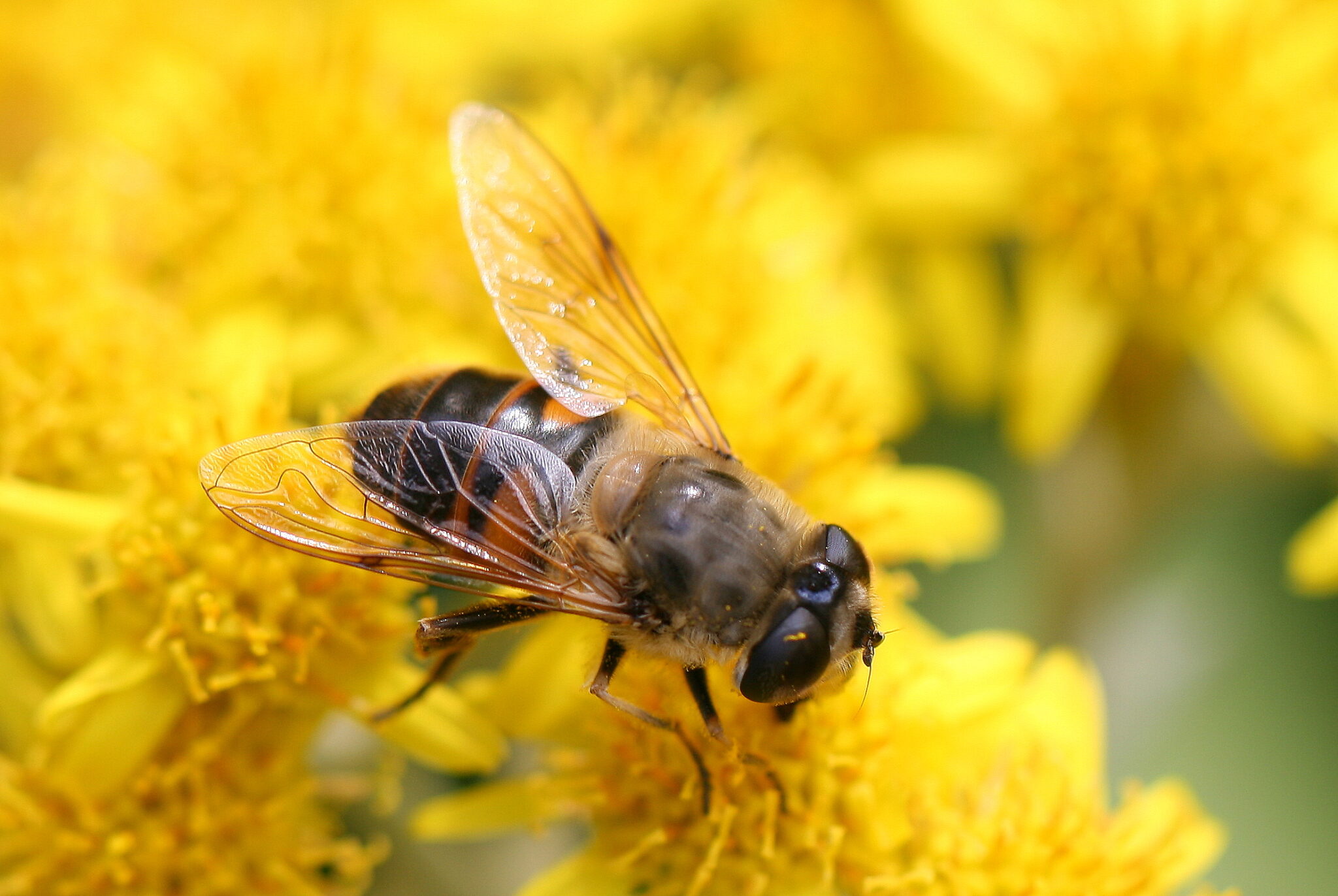 Díptera Eristalis tenax, adulto