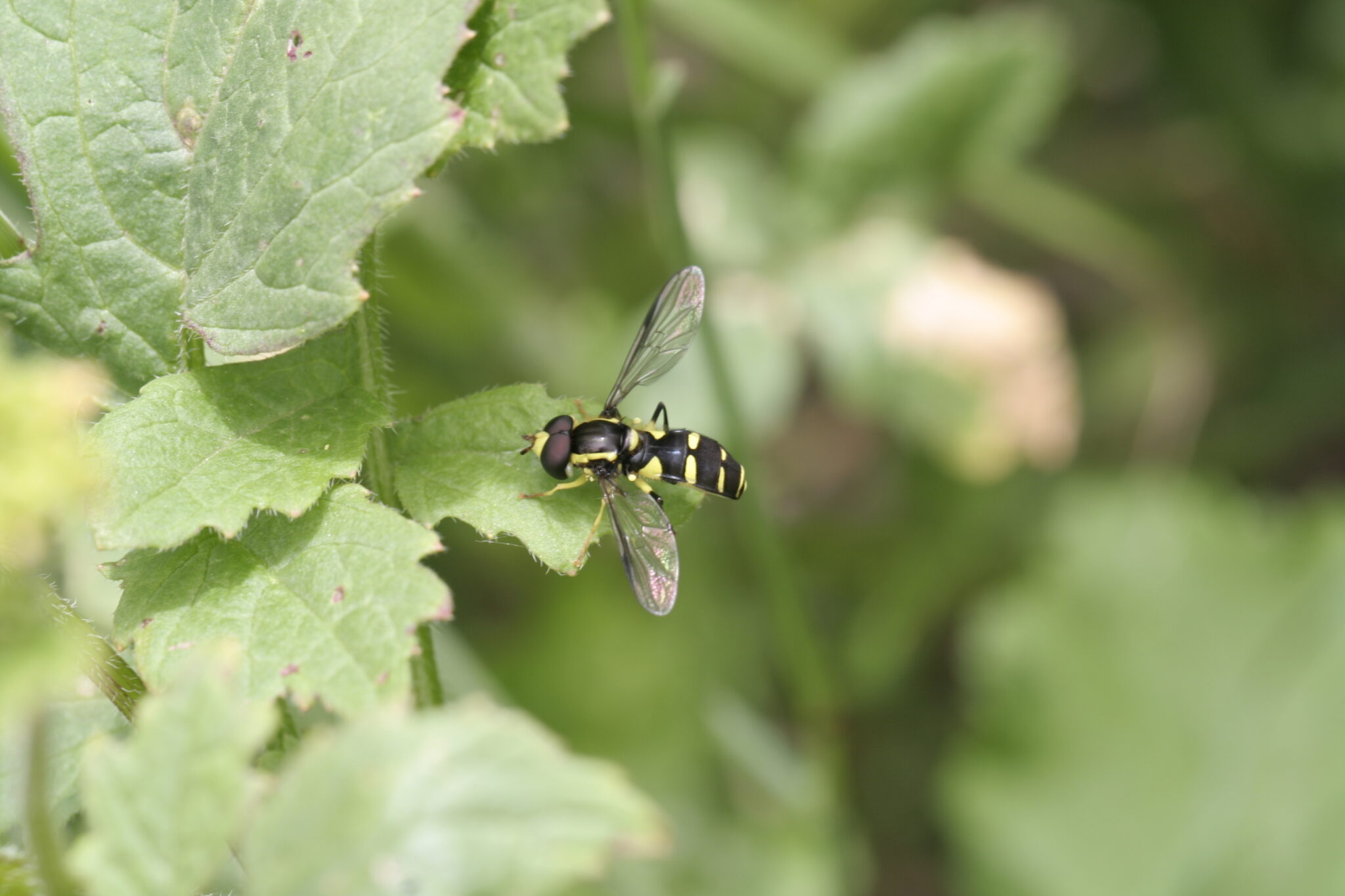 Díptera Xanthogramma pedissequum