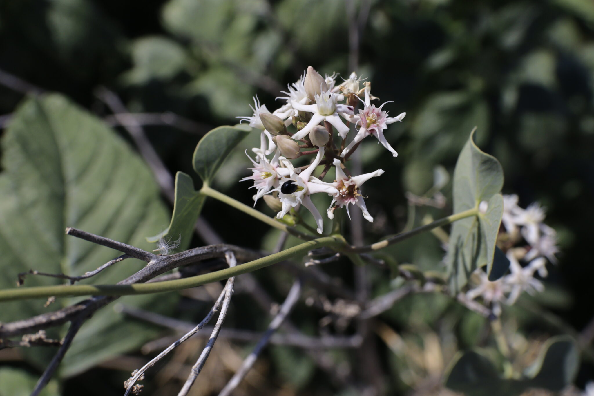 Enredadera, Granza – Rubia tinctorum L.