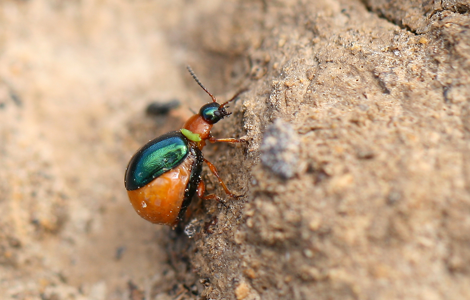 Escarabajo Gastrophysa polygoni L. 1758 adulto