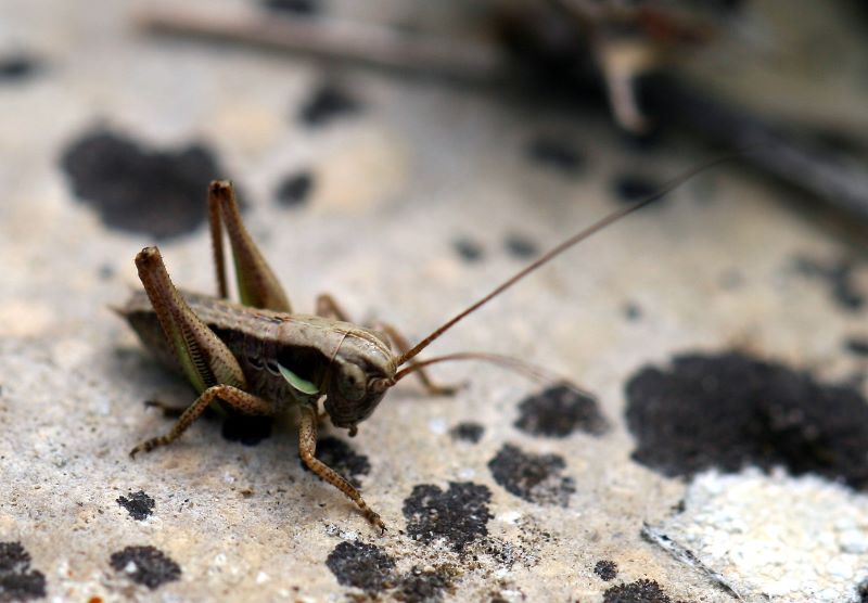 Grillo Platycleis albopunctata (Goeze 1778)