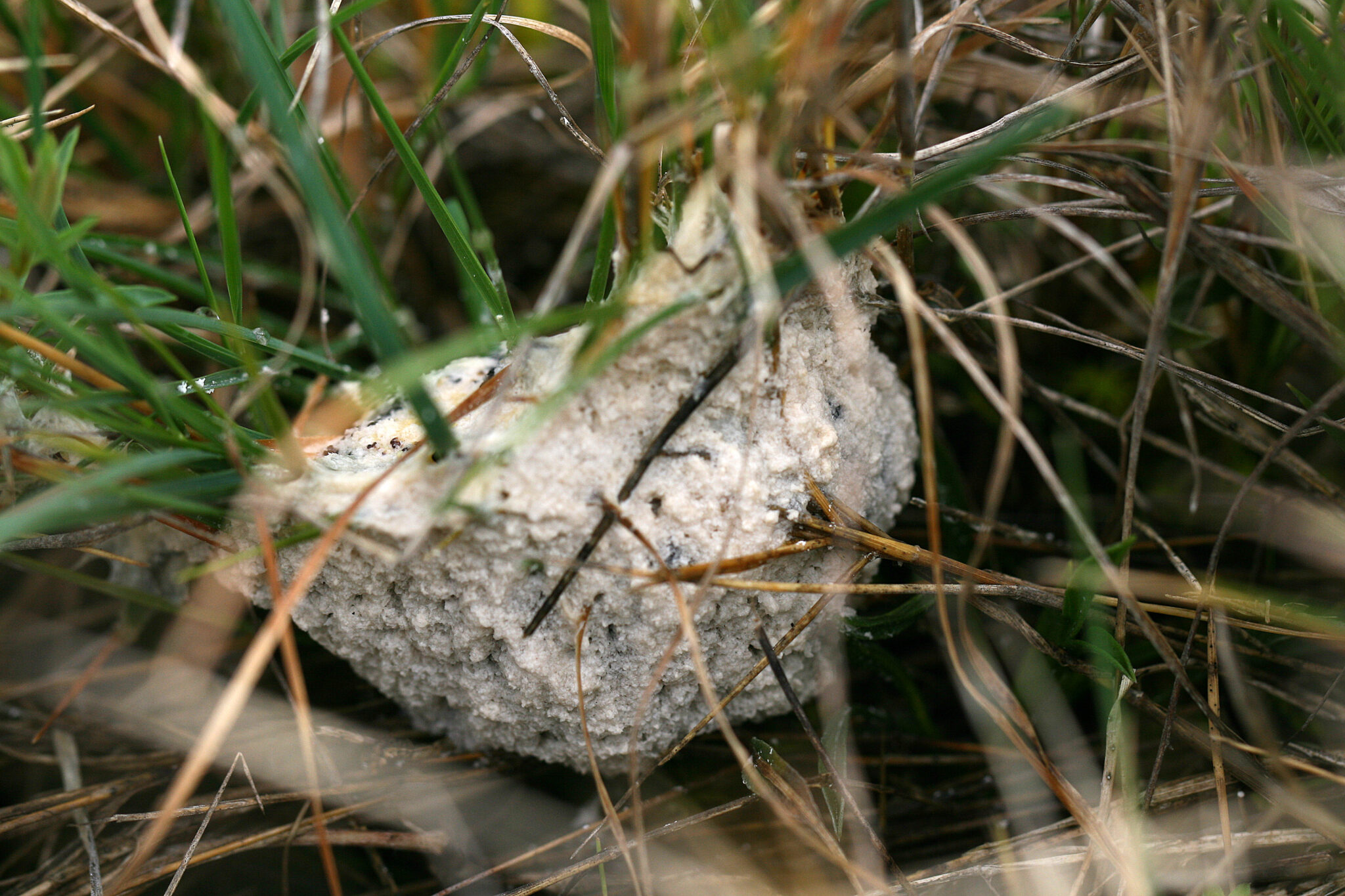 Hongos Postia ptychogaster (F Ludw.) Vesterh 1996