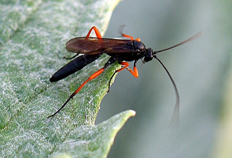 Ichneumonidae indet.