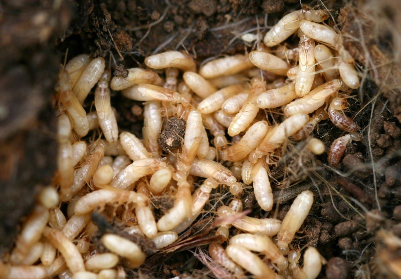 Larvas de hormigas Eristalis tenax