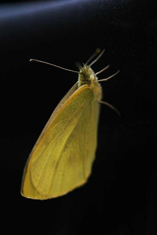 Mariposa Blanquita de la col, adulto