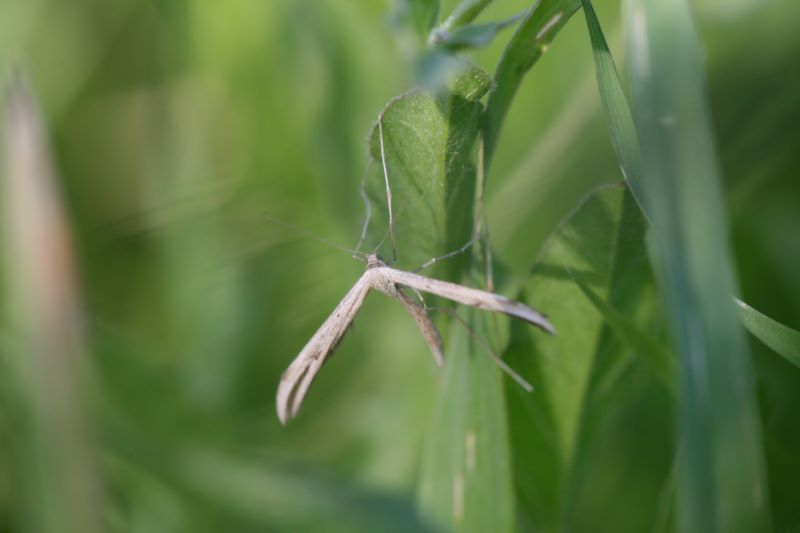 Mariposa Emmelina monodactyla adulto