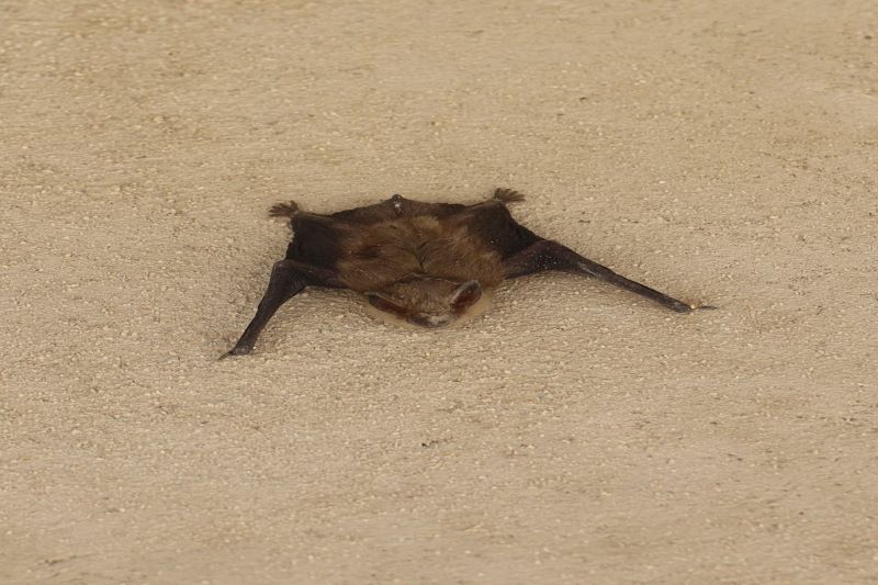 Murciélago común o enano – Pipistrellus pipistrellus