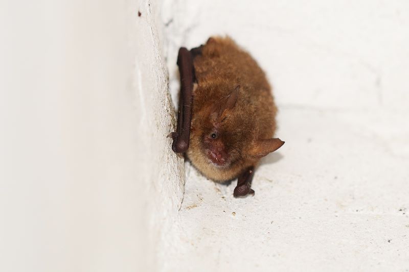 Murciélago ratonero pardo – Myotis emarginatus