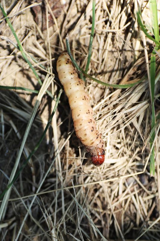 Oruga Gortyna xanthenes