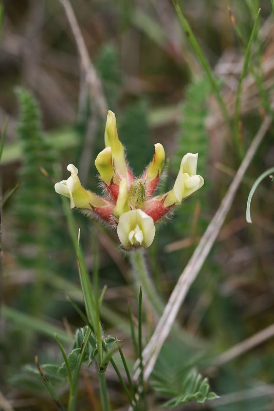 Oxytropis campestris