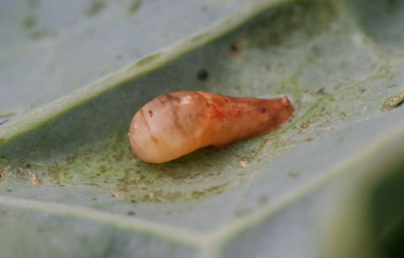 Pupa de avispa Diplazon cf laetatorius