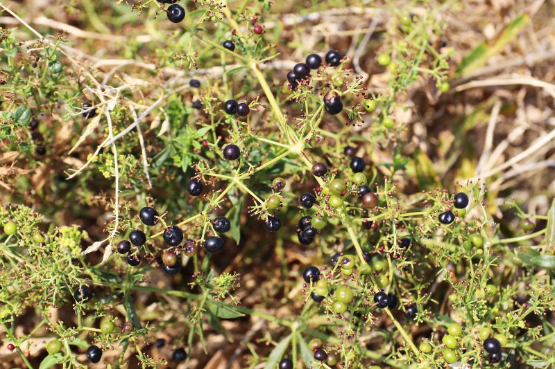 Rubia peregrina – Rubia tinctorum L.