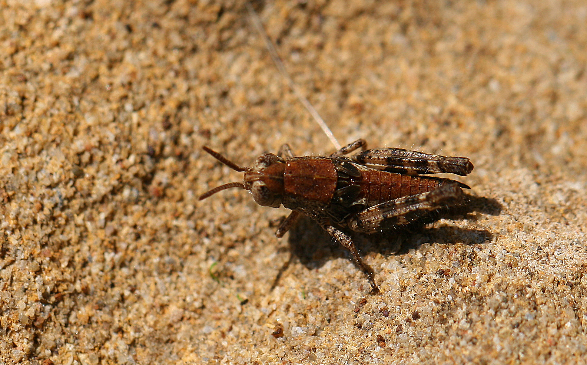 Saltamontes común de alas rojas –  Calliptamus italicus