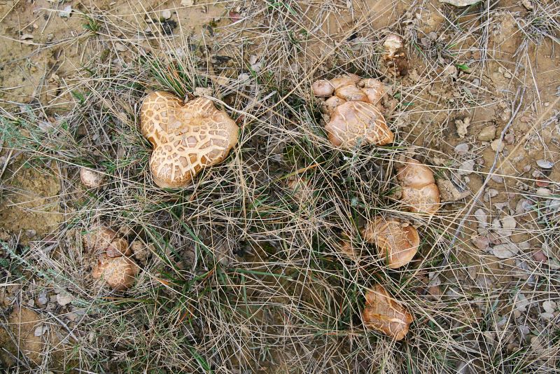 Seta enrrollada – Paxillus involutus