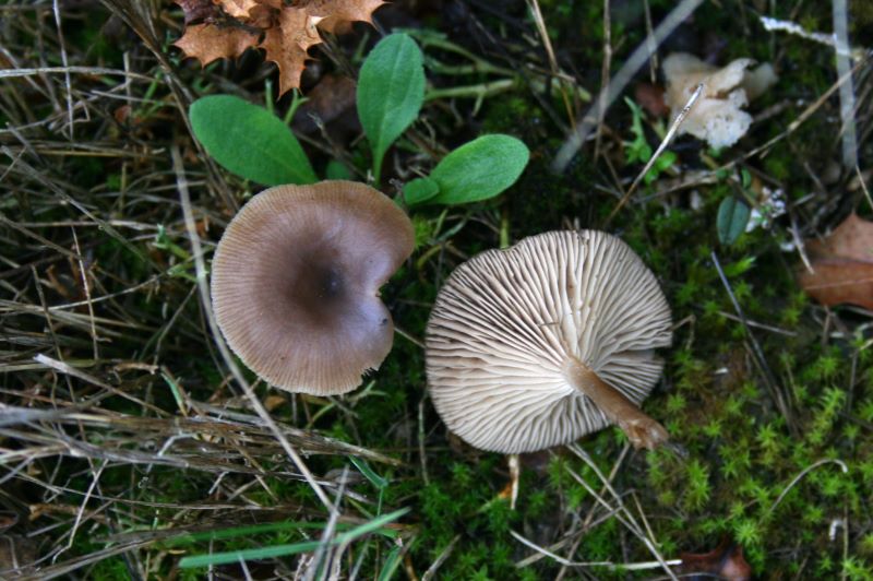 Setas Pseudoclitocybe expallens MM Moser 1967