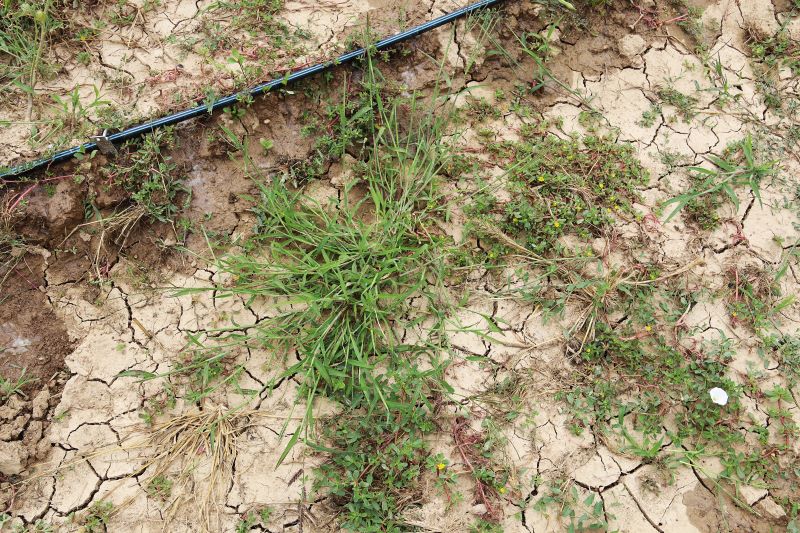 Yerba hortelana – Echinochloa crus-galli